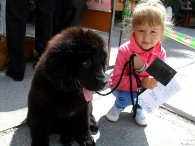 Фото: ньюфаундленд Serafima Kindred-Spirit (Серафима Киндред-Спирит)