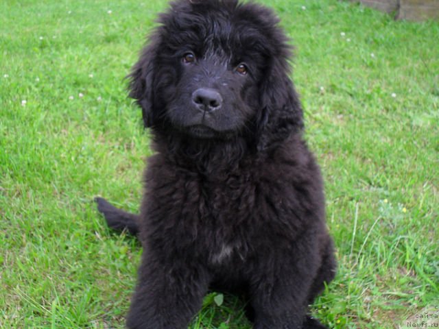 Фото: ньюфаундленд Serafima Kindred-Spirit (Серафима Киндред-Спирит)