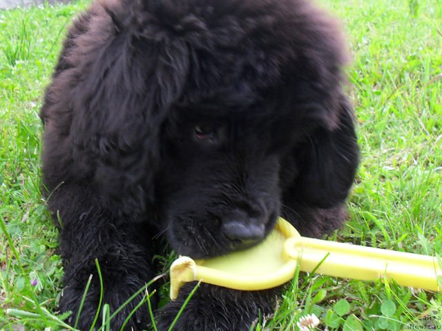 Фото: ньюфаундленд Serafima Kindred-Spirit (Серафима Киндред-Спирит)