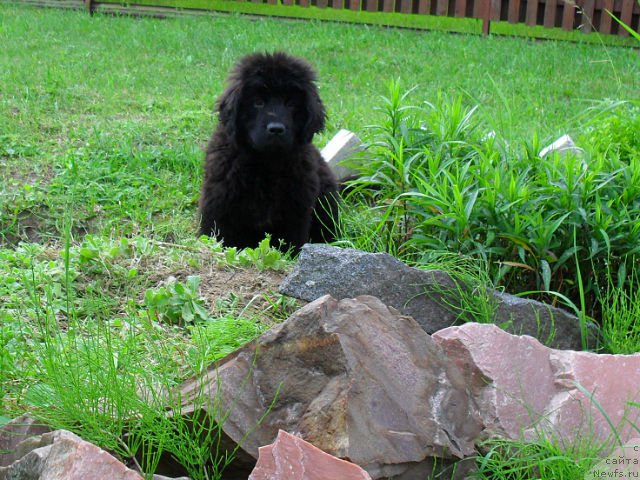 Фото: ньюфаундленд Serafima Kindred-Spirit (Серафима Киндред-Спирит)