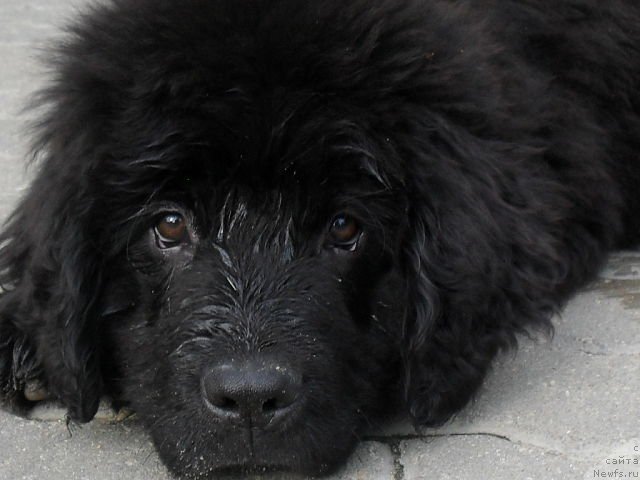 Фото: ньюфаундленд Serafima Kindred-Spirit (Серафима Киндред-Спирит)
