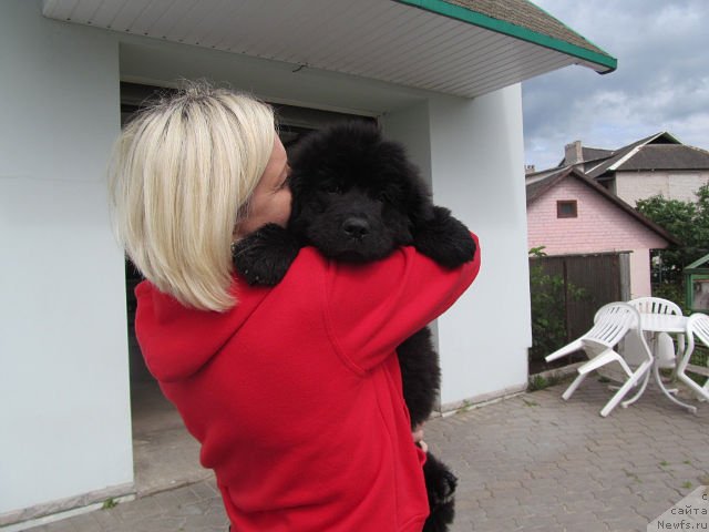 Фото: ньюфаундленд Serafima Kindred-Spirit (Серафима Киндред-Спирит)