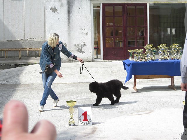 Фото: ньюфаундленд Serafima Kindred-Spirit (Серафима Киндред-Спирит)