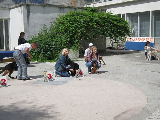 Фото: ньюфаундленд Serafima Kindred-Spirit (Серафима Киндред-Спирит)