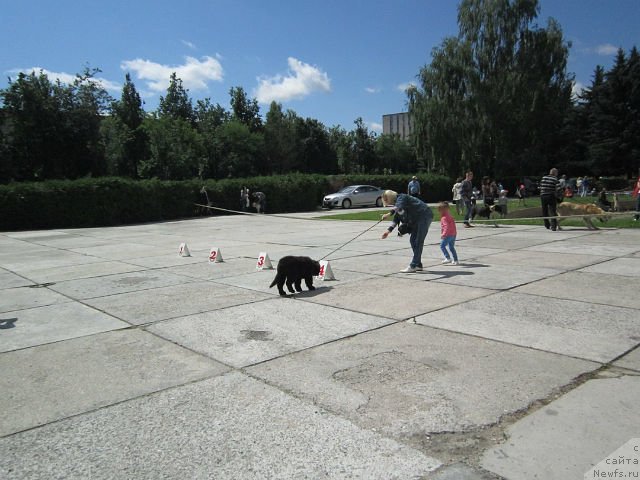 Фото: ньюфаундленд Serafima Kindred-Spirit (Серафима Киндред-Спирит)