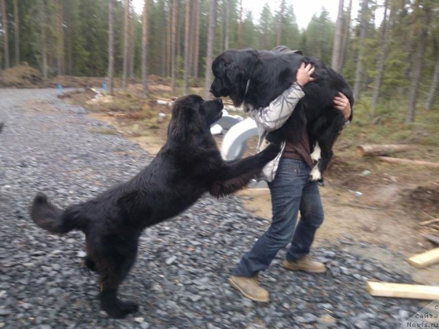 Фото: ньюфаундленд Black Tower Blue Velvet (Black Tower Blue Velvet)