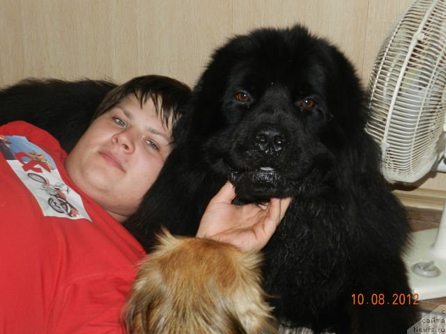 Фото: ньюфаундленд Cesar' Nel'son Tayger Blek (Цесарь Нельсон Тайгер Блек)