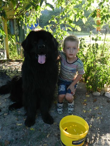 Фото: ньюфаундленд Cesar' Nel'son Tayger Blek (Цесарь Нельсон Тайгер Блек)