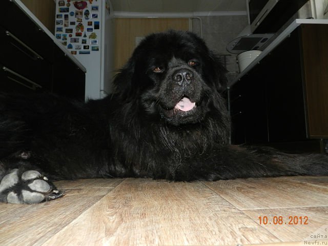 Фото: ньюфаундленд Cesar' Nel'son Tayger Blek (Цесарь Нельсон Тайгер Блек)
