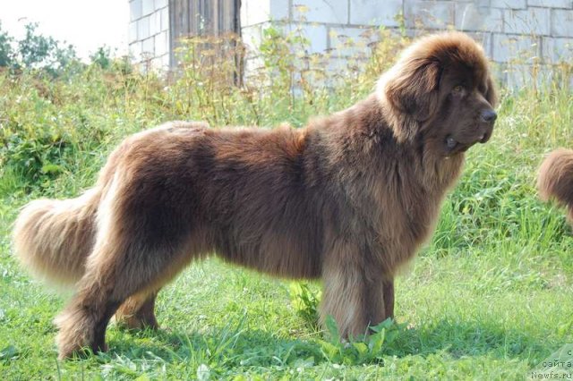 Фото: ньюфаундленд Newettas Vanessa