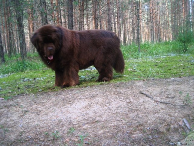 Фото: ньюфаундленд Super Premium Brabus (Супер Премиум Брабус)