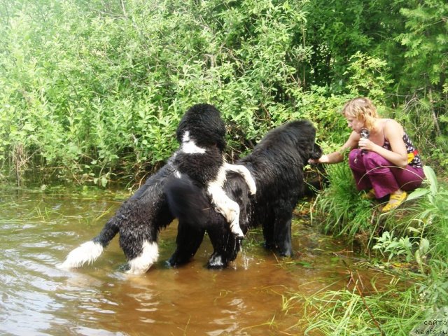 Фото: ньюфаундленд Kapitan N'yufort (Капитан Ньюфорт), ньюфаундленд Super Bizon Zlatogor (Супер Бизон Златогор), Irina Verovenko (Ирина Веровенко)