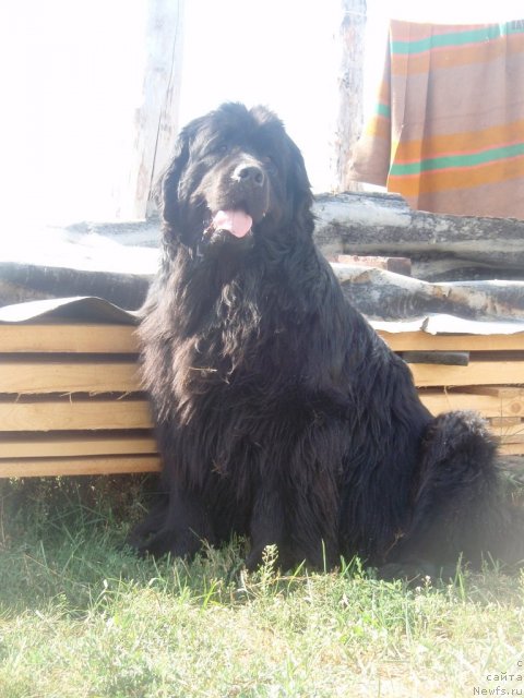 Фото: ньюфаундленд Feliciya (Фелиция)