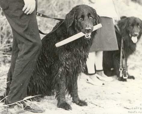 Фото: ньюфаундленд Una Morsi (Уна Морси)