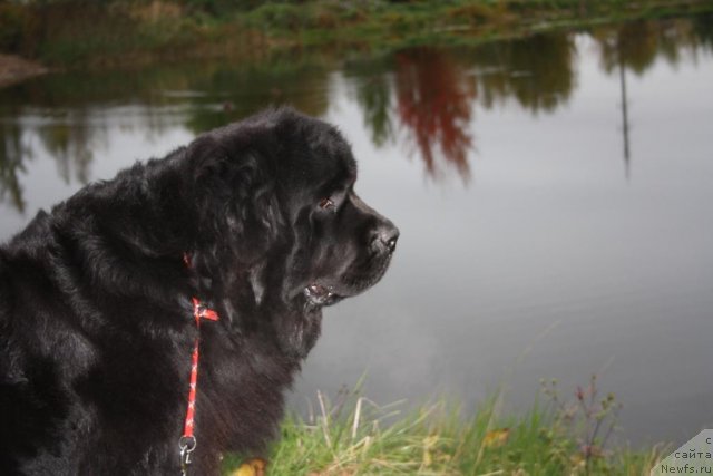 Фото: ньюфаундленд Fortuna of Giant's Island