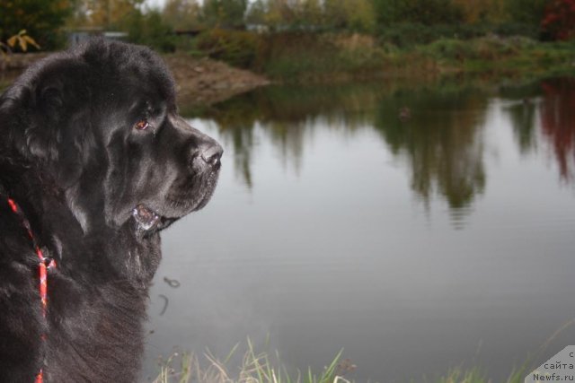 Фото: ньюфаундленд Fortuna of Giant's Island