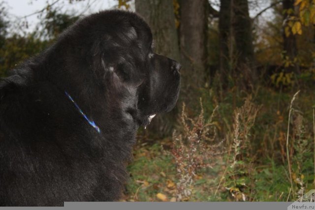 Фото: ньюфаундленд Beguschaya po Volnam Zero Kool (Бегущая по Волнам Зеро Коол)