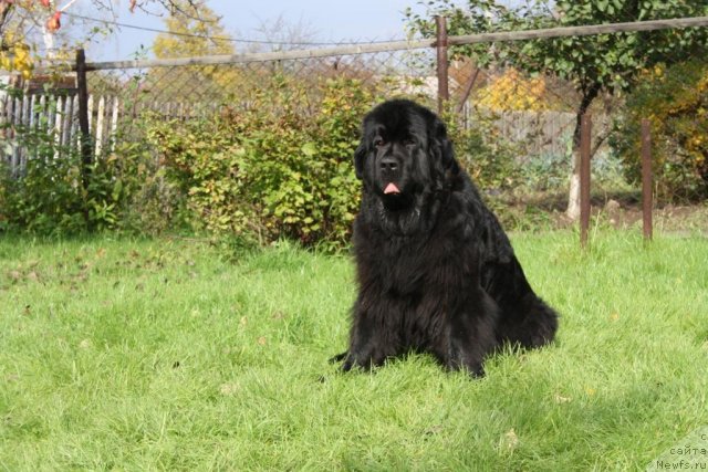 Фото: ньюфаундленд Fortuna of Giant's Island