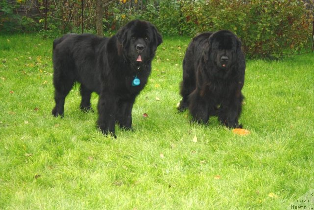 Фото: ньюфаундленд Fortuna of Giant's Island, ньюфаундленд Beguschaya po Volnam Zero Kool (Бегущая по Волнам Зеро Коол)