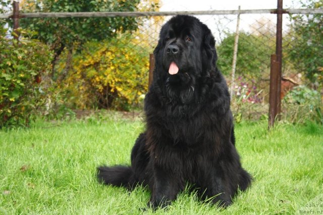 Фото: ньюфаундленд Fortuna of Giant's Island