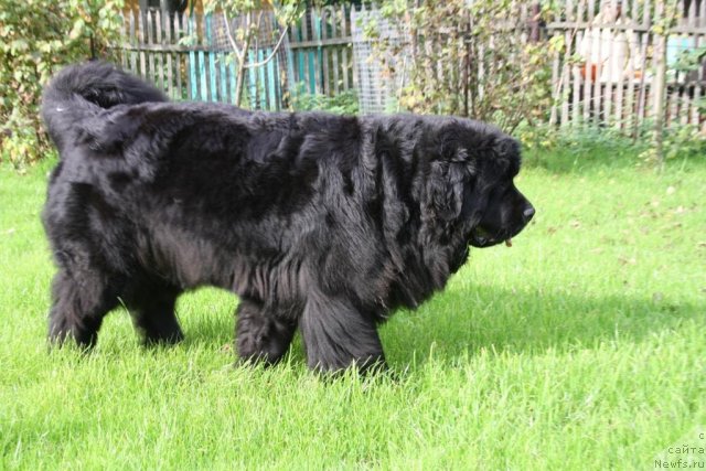 Фото: ньюфаундленд Fortuna of Giant's Island