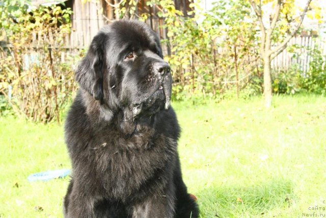 Фото: ньюфаундленд Beguschaya po Volnam Zero Kool (Бегущая по Волнам Зеро Коол)