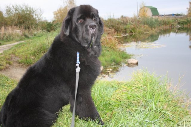Фото: ньюфаундленд Beguschaya po Volnam Zero Kool (Бегущая по Волнам Зеро Коол)