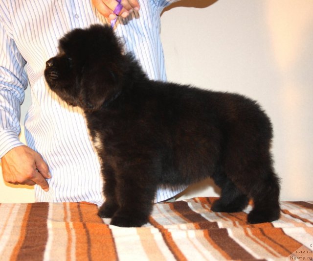 Фото: ньюфаундленд N'yufort Hart Breyker (Ньюфорт Харт Брейкер)