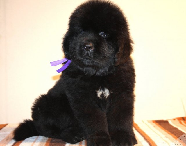 Фото: ньюфаундленд N'yufort Hart Breyker (Ньюфорт Харт Брейкер)