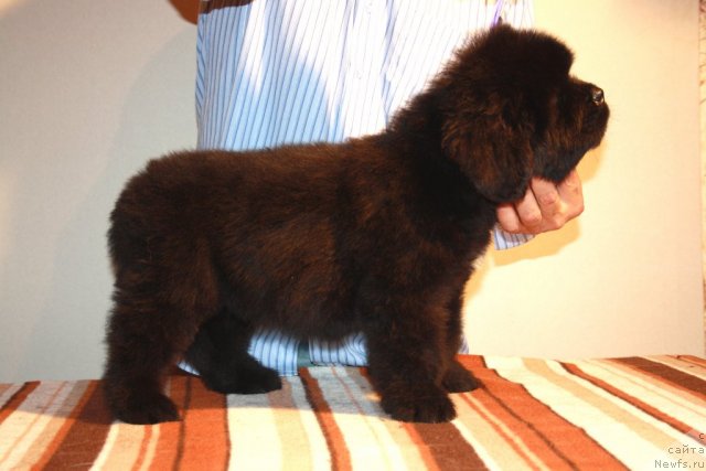 Фото: ньюфаундленд N'yufort Hart Breyker (Ньюфорт Харт Брейкер)