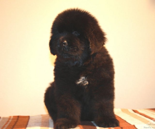 Фото: ньюфаундленд N'yufort Hart Breyker (Ньюфорт Харт Брейкер)