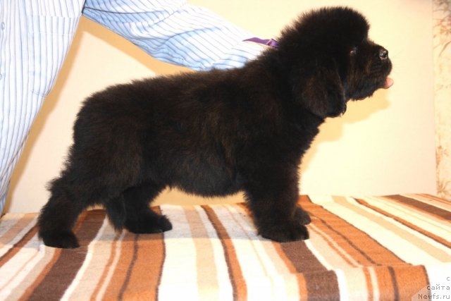 Фото: ньюфаундленд N'yufort Hart Breyker (Ньюфорт Харт Брейкер)