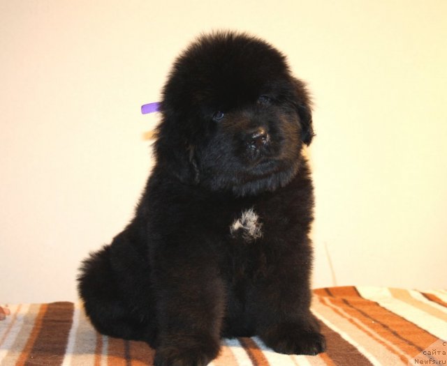 Фото: ньюфаундленд N'yufort Hart Breyker (Ньюфорт Харт Брейкер)