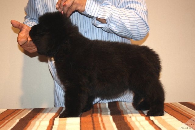 Фото: ньюфаундленд N'yufort Hay Born (Ньюфорт Хай Борн)