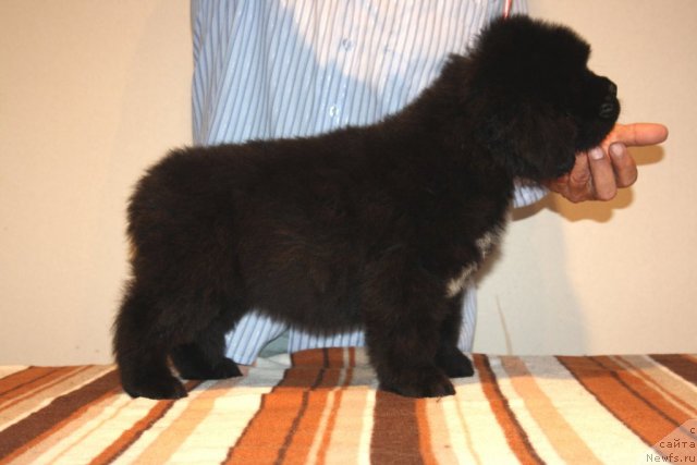 Фото: ньюфаундленд N'yufort Hay Born (Ньюфорт Хай Борн)