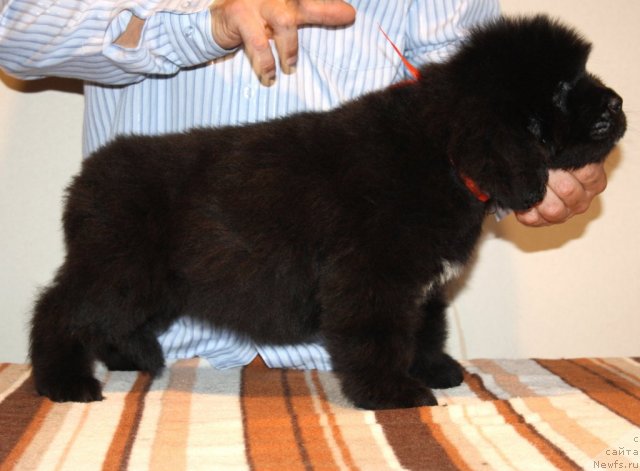 Фото: ньюфаундленд N'yufort Hay Born (Ньюфорт Хай Борн)