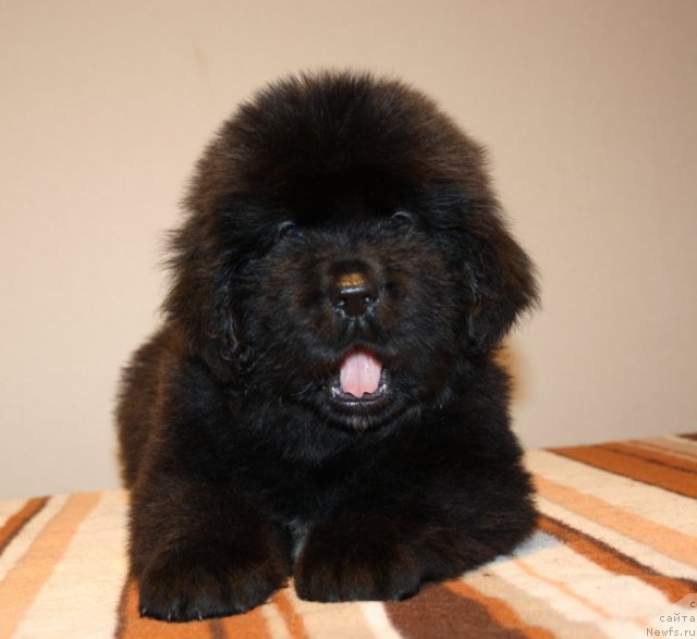 Фото: ньюфаундленд N'yufort Hay Born (Ньюфорт Хай Борн)