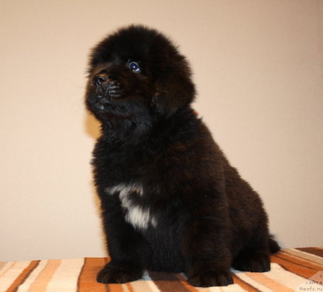 Фото: ньюфаундленд N'yufort Hay Born (Ньюфорт Хай Борн)