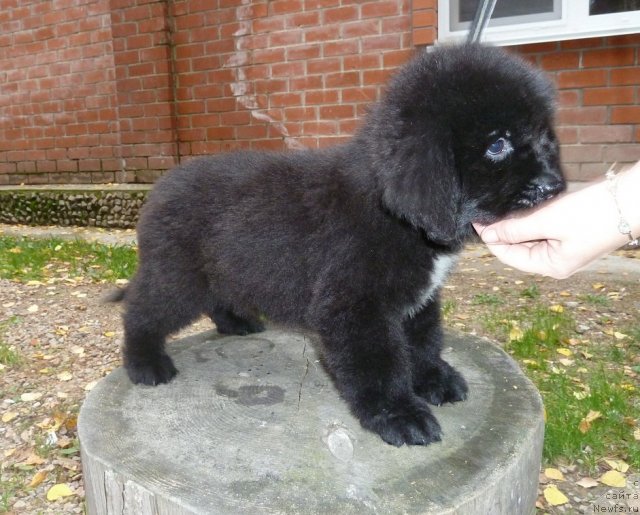 Фото: ньюфаундленд Super Premium Marmelad (Супер Премиум Мармелад)