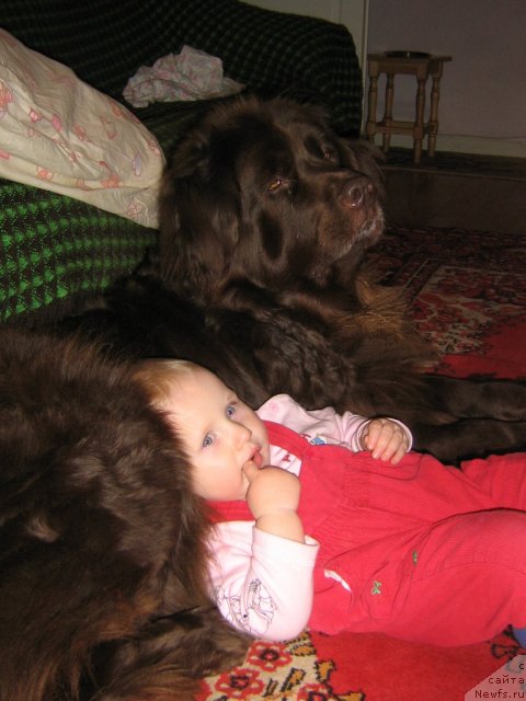 Фото: ньюфаундленд Sandra