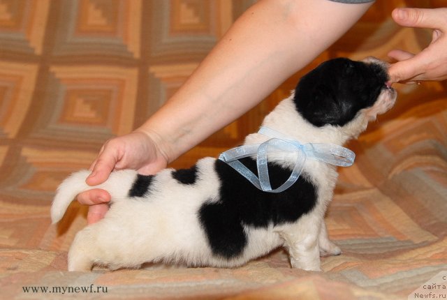 Фото: ньюфаундленд Sent Djons Valentine’s Day (Сент Джонс Валентине'с Дей)