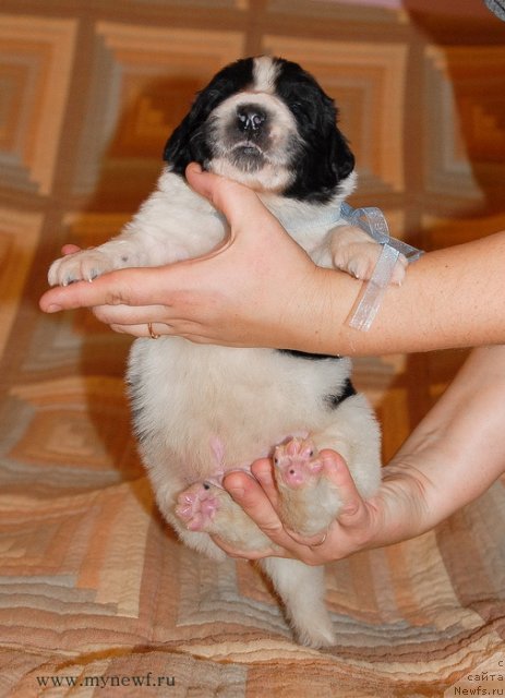 Фото: ньюфаундленд Sent Djons Valentine’s Day (Сент Джонс Валентине'с Дей)