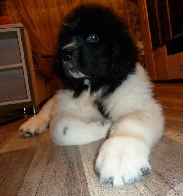 Фото: ньюфаундленд Fiamettahauz Primo Orso Neo (Фиаметтахауз Примо Орсо Нео)