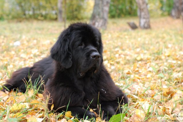 Фото: ньюфаундленд Formula Lyubvi ot Sibirskogo Medvedya (Формула Любви от Сибирского Медведя)