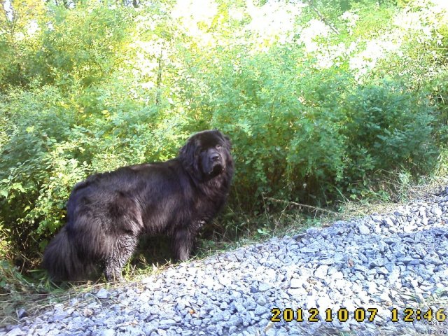 Фото: ньюфаундленд Nessi Blyek s  Lesnoy Zaimki (Несси Блэк с  Лесной Заимки)
