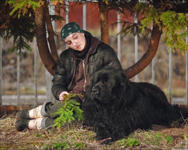 Фото: ньюфаундленд Princ Pryey (Принц Прэй), ньюфаундленд Princ Pryey (Принц Прэй), Aleksandra Kagarlickaya (Александра Кагарлицкая)