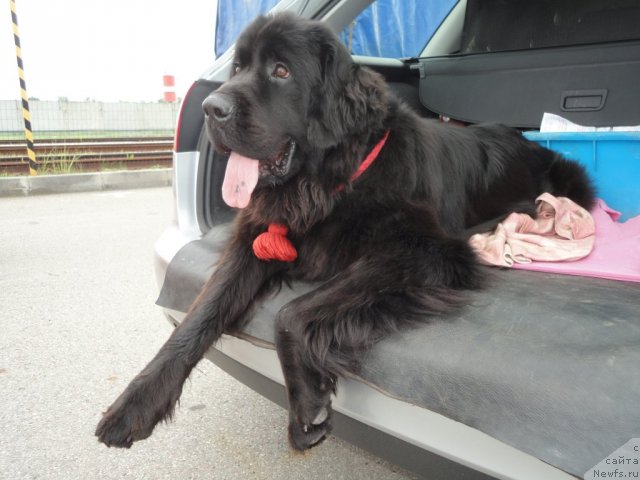 Фото: ньюфаундленд Dul'sineya Gagarinskaya (Дульсинея Гагаринская)