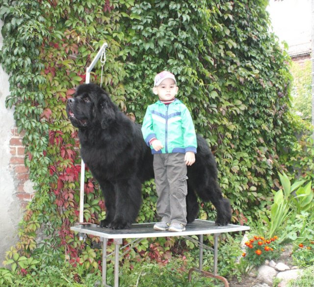 Фото: ньюфаундленд Skippers Ultimate Object