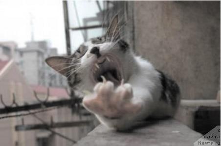 Фотография № 10822