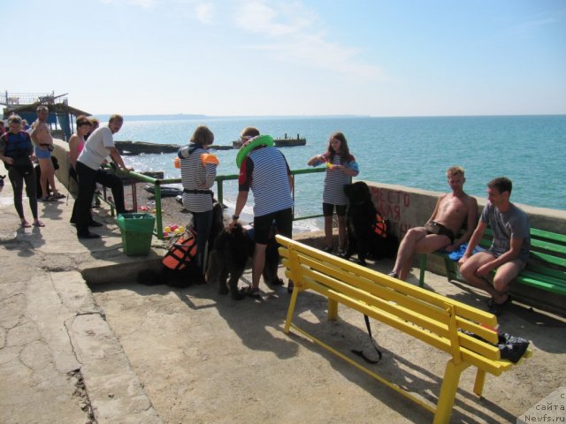 Фото: ньюфаундленд Dyurbahler Klab Al'faretta Vin'etta (Дюрбахлер Клаб Альфаретта Виньетта), ньюфаундленд Fann'yuf Anturaj Aragorn (Фанньюф Антураж Арагорн), ньюфаундленд Pitern'yuf Everest (Питерньюф Еверест)